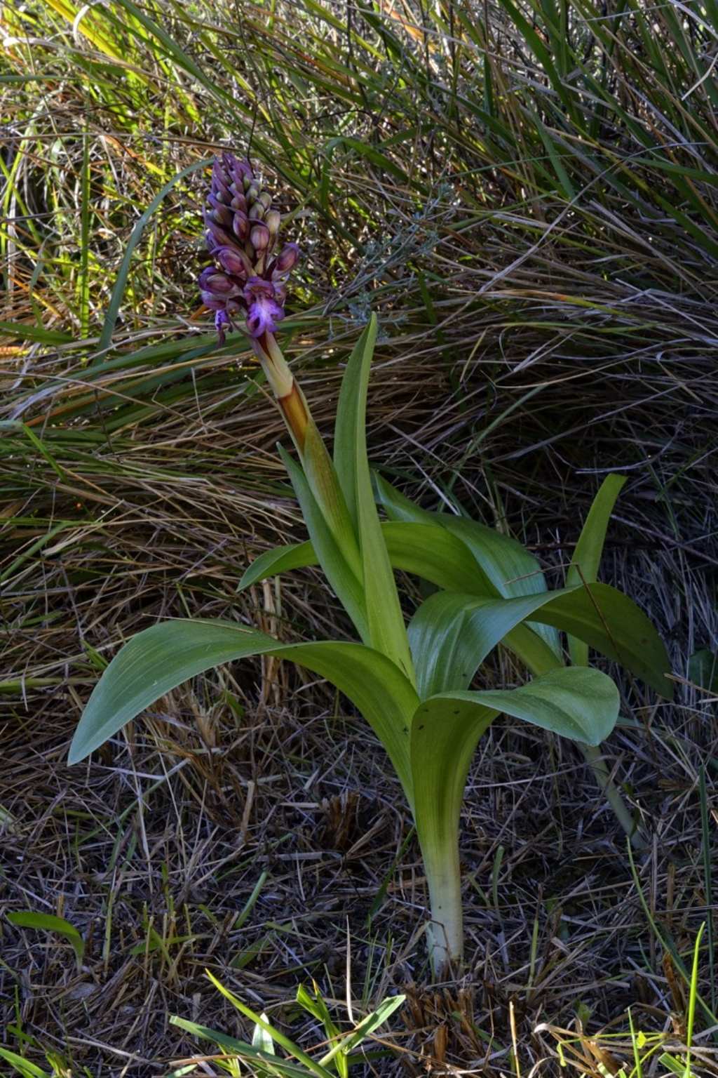 Barlia Robertiana